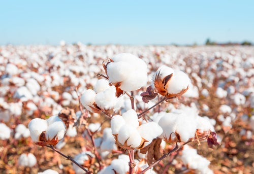 H&M Group, Bestseller lead funding for cotton technology firm