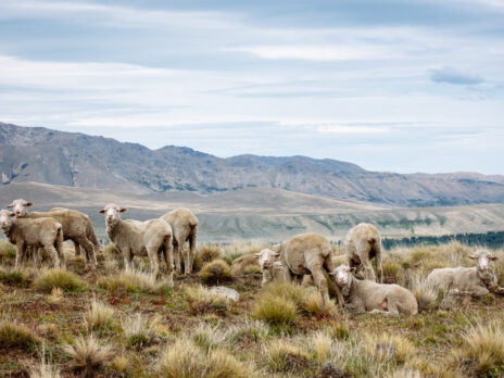 Nativa Regen wool programme launches in US Nativa Regen wool programme launches in US