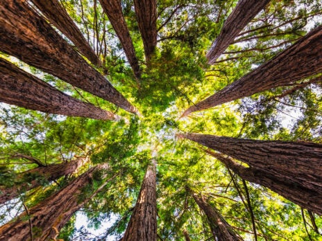Canopy hits over 500 members in 'forest-friendly fashion' push