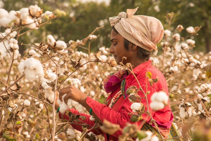 Levi Strauss to source organic cotton directly from farmers - Just Style