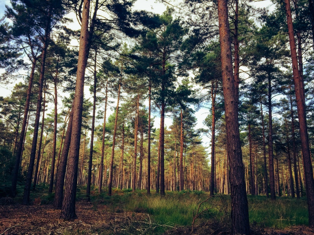 A Just Style juntou-se ao PEFC numa visita de campo à Swinley Forest em Ascot, Reino Unido, que pertence e é gerida pela Crown Estate, onde pudemos ver a gestão florestal sustentável em ação. O local faz parte do Windsor Great Park e possui certificação Forest Stewardship Council e PEFC. Crédito: Shutterstock.