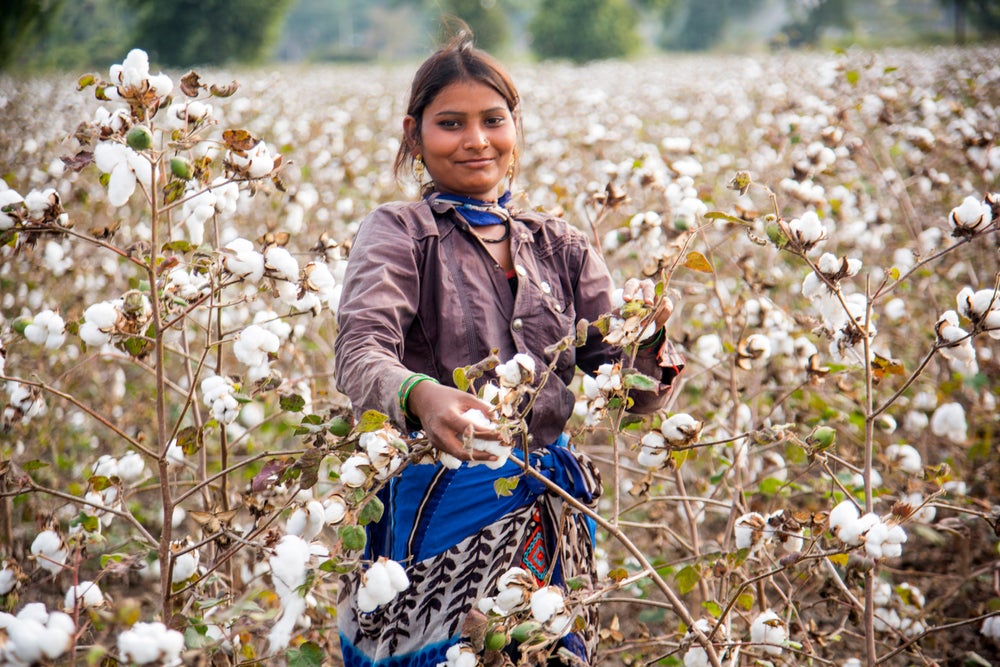 India cotton farmers seek higher rates amid apparel price pressures
