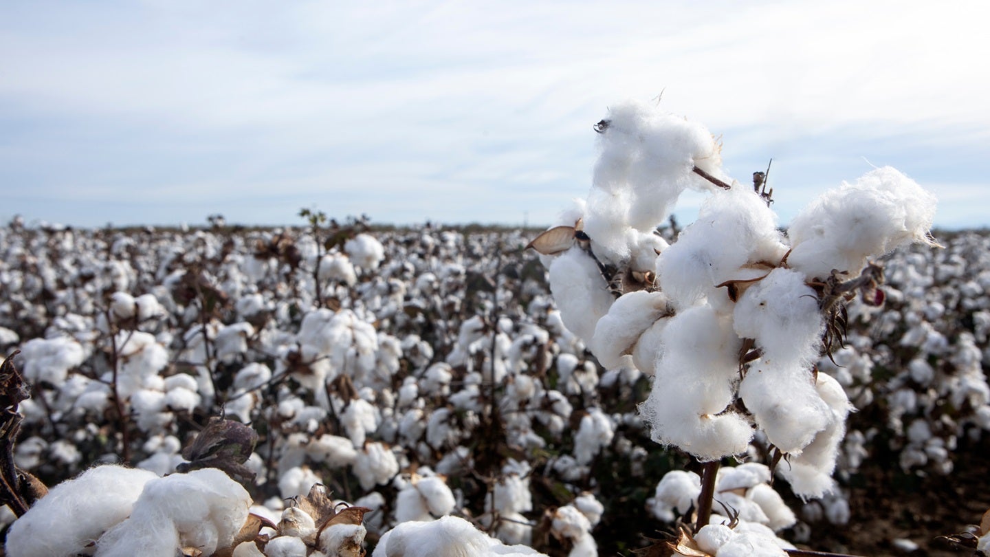 CottonConnect, Bangladesh partner to enhance cotton quality