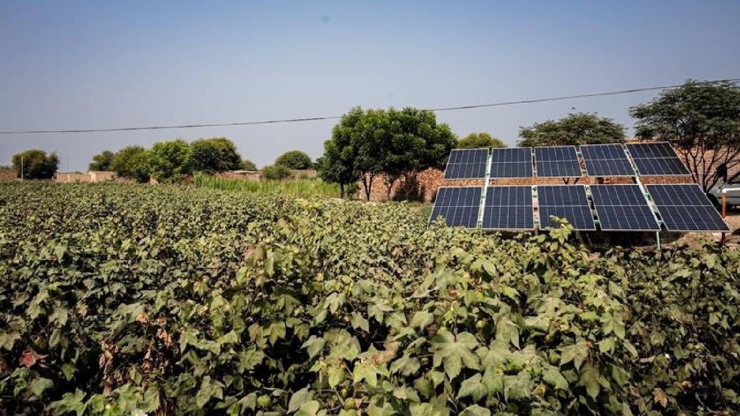 M&S, Pilio partner to develop biodiversity-focused cotton farming in India