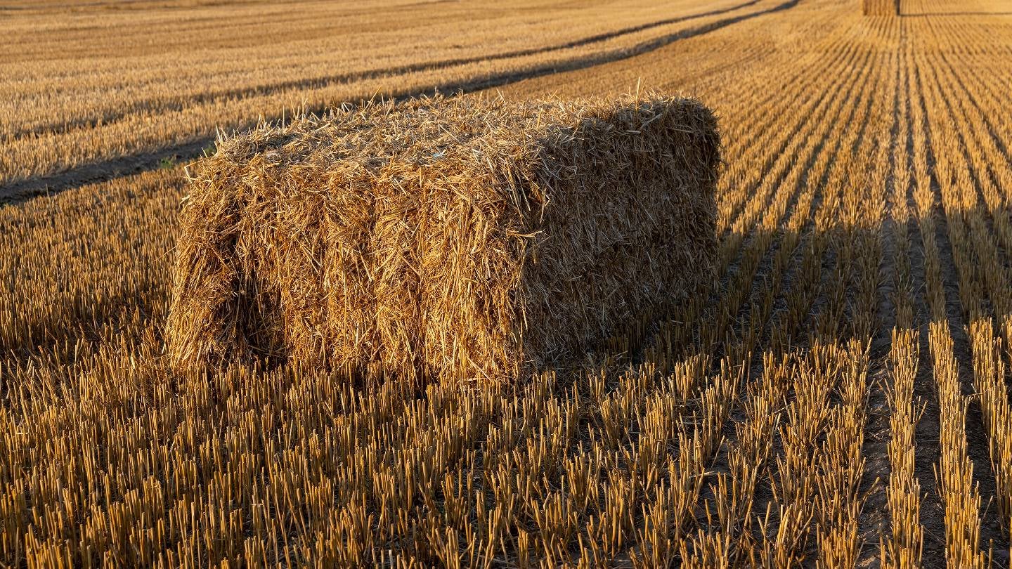 Canopy suggests wheat straw could replace wood pulp in fashion