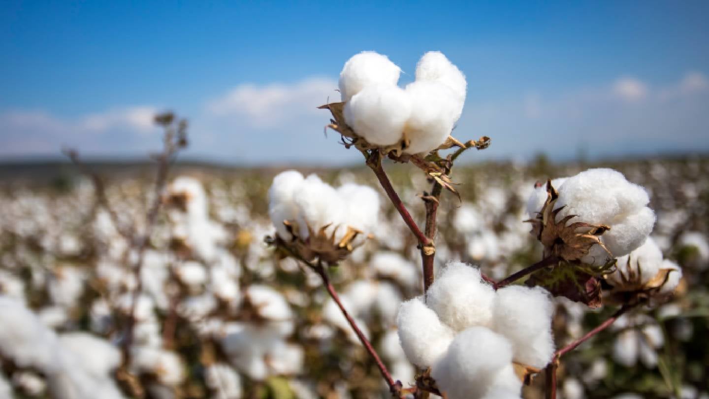 Survey finds 85% of global consumers view cotton as most eco-safe fibre